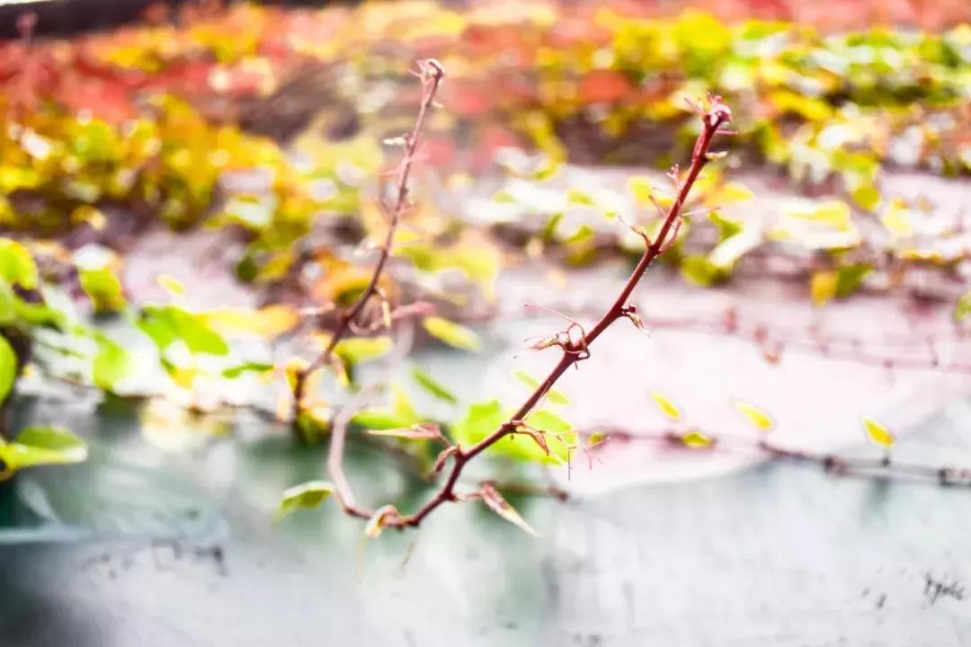 关于寒食的诗句10首,十首经典寒食诗