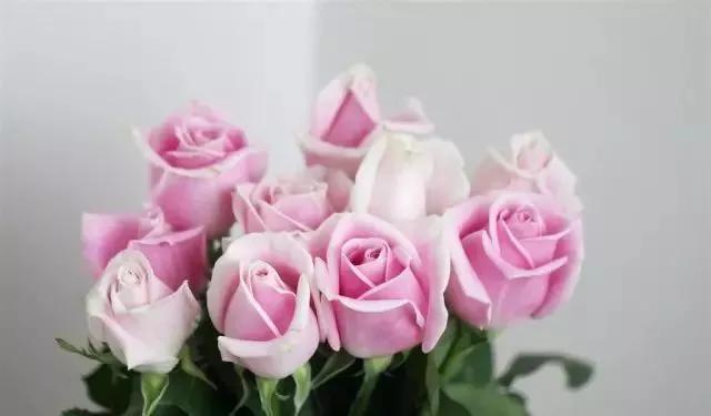 100种玫瑰花品种大全,玫瑰花有哪些品种大全