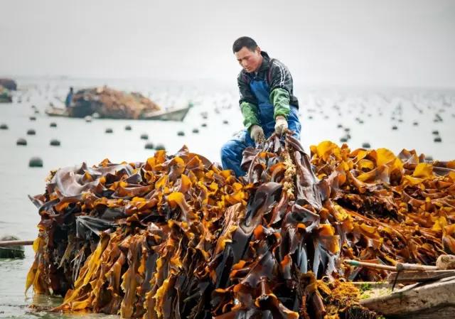 鸿洋神水产科技,威海荣成鸿洋神水产有限公司