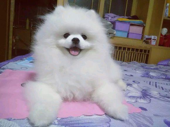 博美犬泪痕怎么消除,博美犬去除泪痕什么最有效