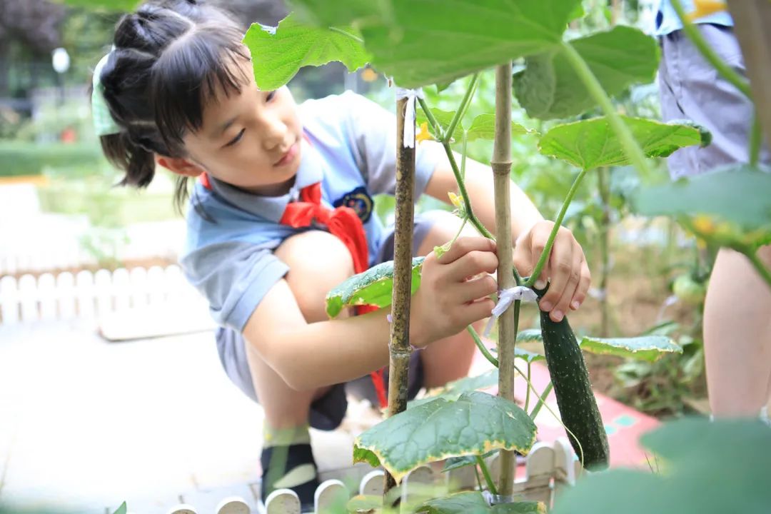 课后服务针对义务教育阶段吗,课后服务对教育教学的改变