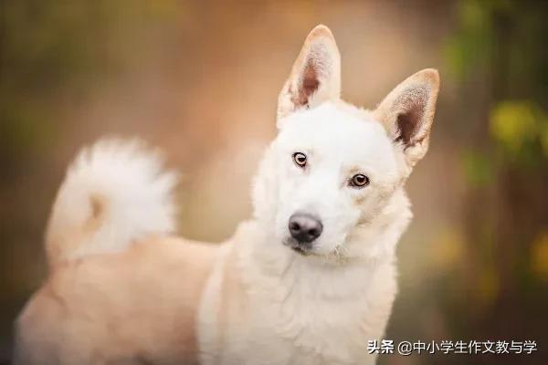 优秀作文小狗400字,优秀作文我家的小狗