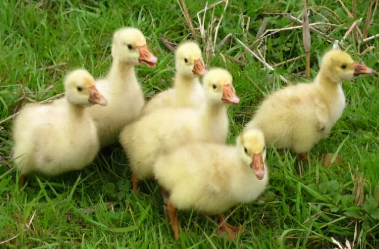 鹅拉白色稀粪是什么原因,鹅拉白色的屎怎么回事