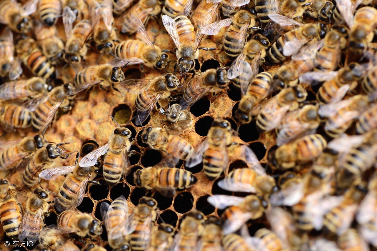 中蜂如何用继箱合并蜂群,中蜂近距离移箱的五种方法