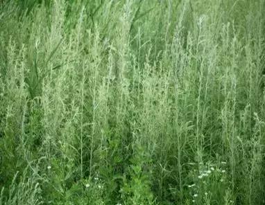 打喷嚏流鼻涕一直不好怎么回事,一直流鼻涕打喷嚏持续很久了