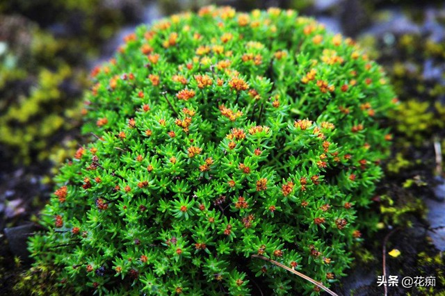 十大冻不死的绿植第一名景天,红景天延年益寿
