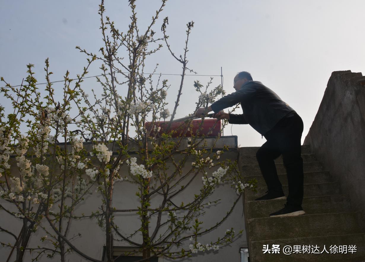 樱桃坐果用氯吡脲好还是赤霉酸好,大樱桃坐果率低的原因及解决对策