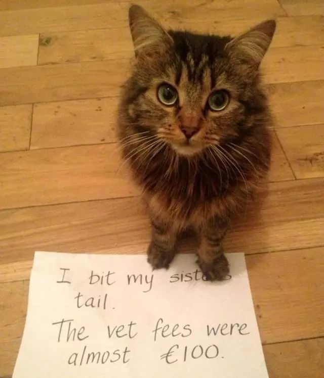 猫猫静悄悄歌曲,当猫猫静悄悄地过去偷吃你的东西