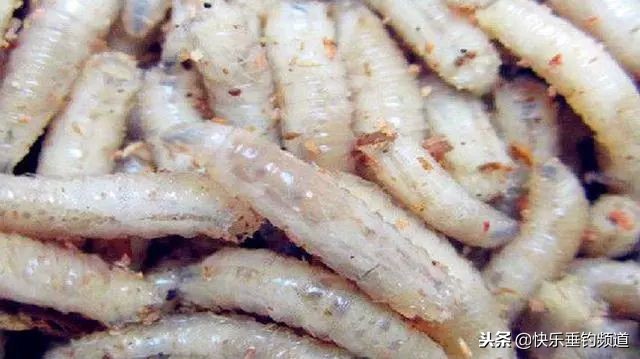 冬季蛆饵钓鱼怎么样,蛆饵钓鱼