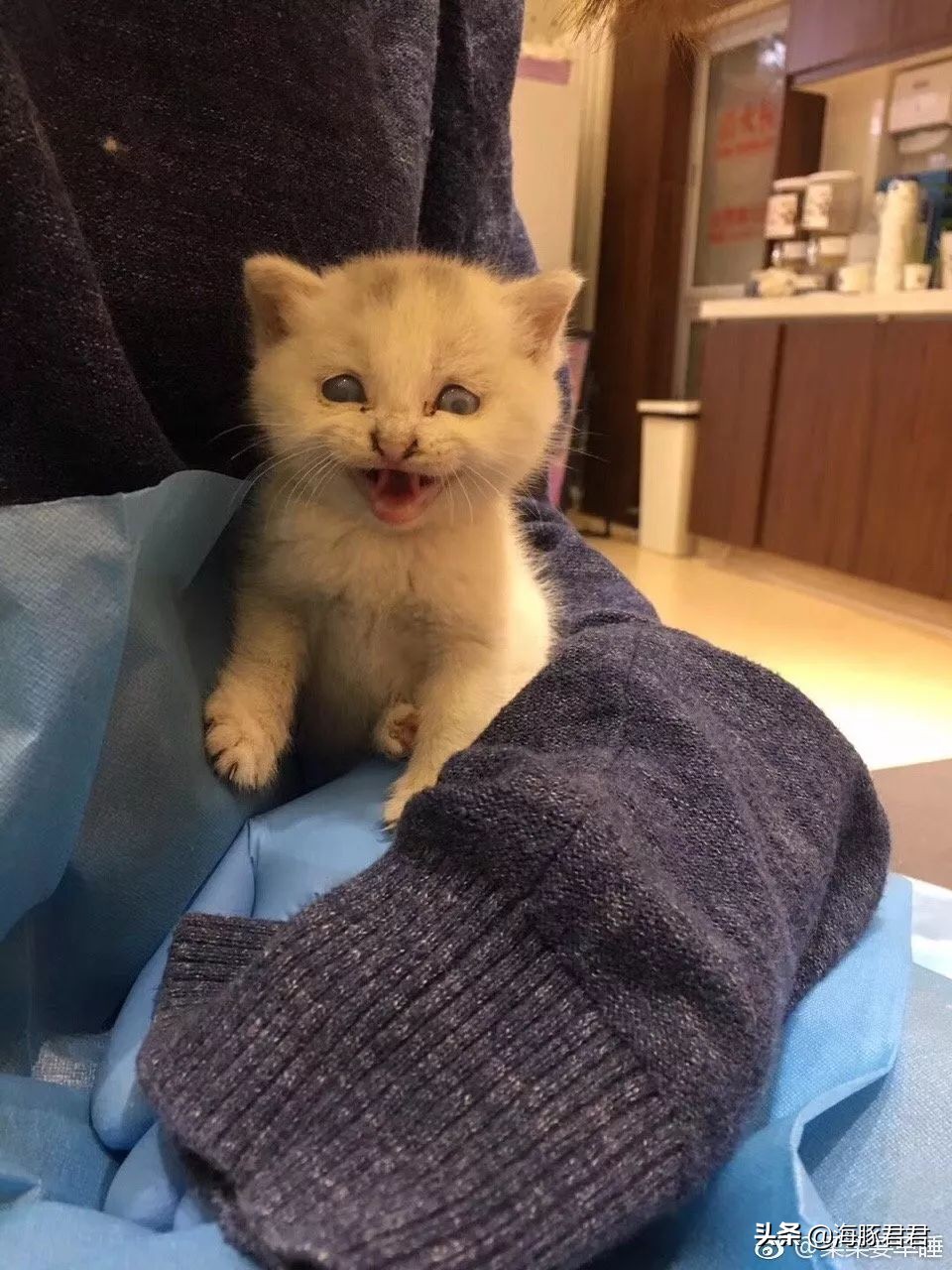 北京小公主靠吸猫血成百万大V，直播整容、大照骗、2年养死3只猫