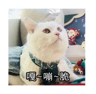 怎么判断小猫咪骨折,小猫咪脊椎受伤最佳恢复方法