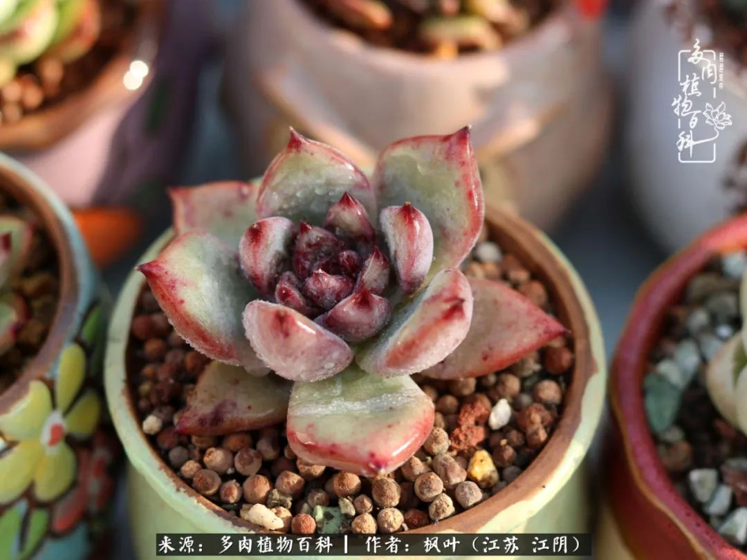 春有约，花不误，多肉与春天有个约会