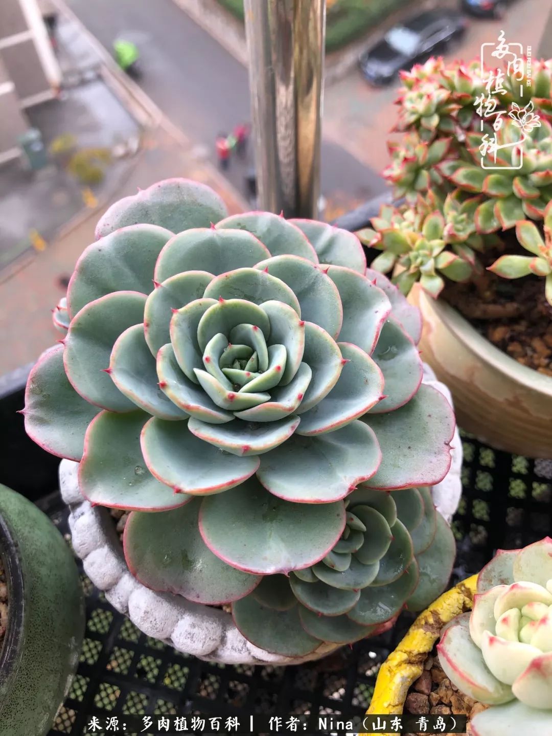 面对残酷的现实，是多肉治愈了我迷茫的未来