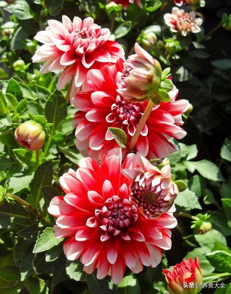 一至十二月的花期,12月到2月份的花期