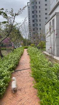 oppofindx3pro能和iphone比吗,oppofindx3真实体验