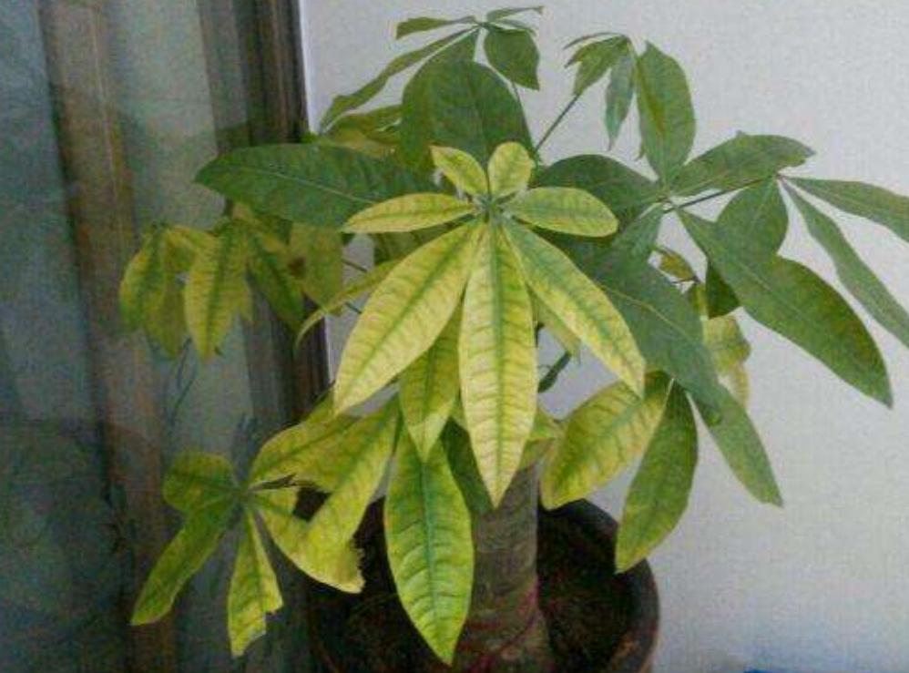 发财树黄叶怎么办五种方法,发财树黄叶落叶怎么挽救