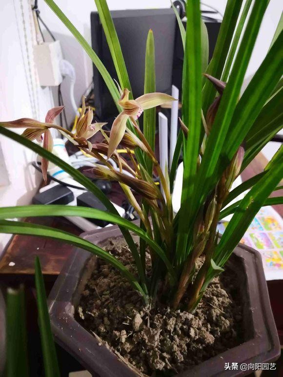 养兰花浇水用什么水好,如何养好兰花用什么肥