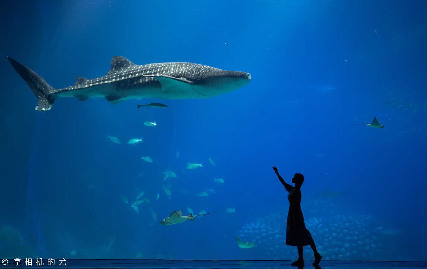 珠海横琴长隆海洋王国游玩全攻略,珠海长隆海洋王国跟香港海洋公园