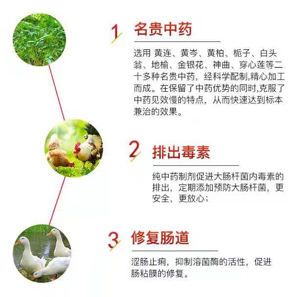 鸡病症状与治疗药方,一年四季预防鸡病用中药