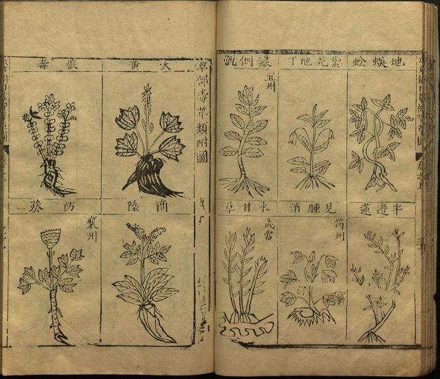 本草纲目中插图是李时珍画的吗,本草纲目李时珍插图