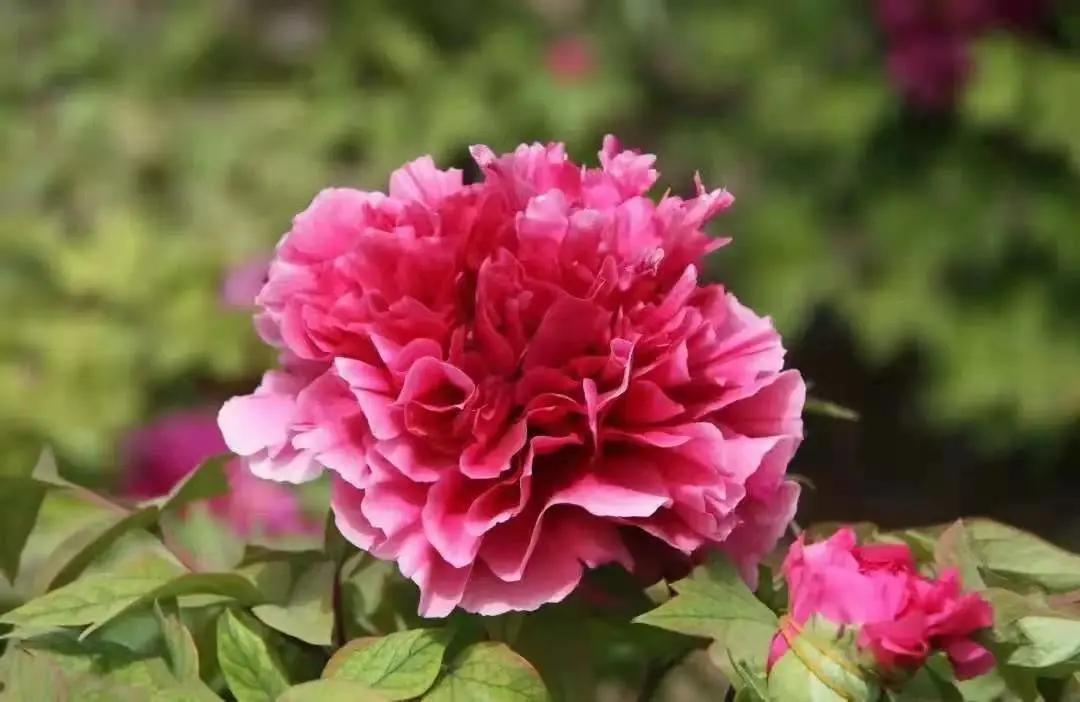 《五一青岛游攻略》.doc！快乐“青”球在这里，现在就出发！