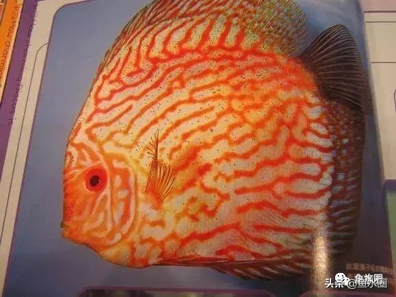 七彩神仙最好看的品种,七彩神仙多大分品种