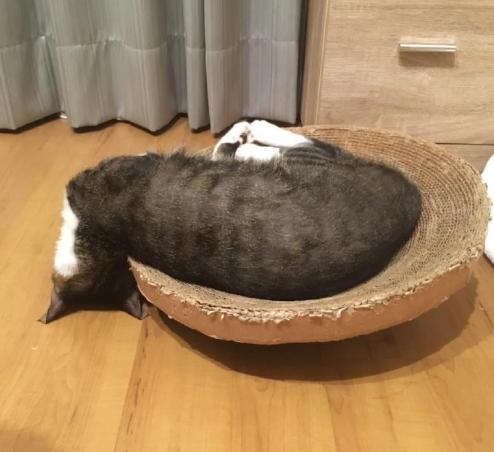 奇怪的知识增加了！猫咪简直就是液体做的