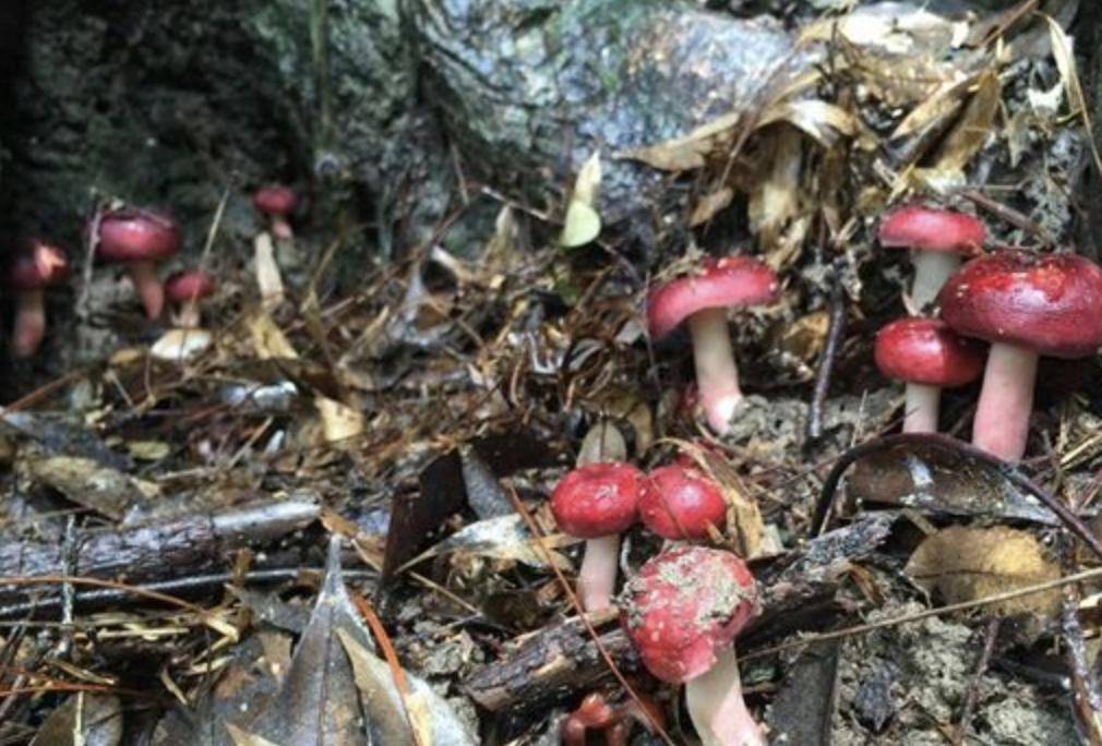 它长在山沟里，人称“红菇”，1斤“200元”不好买，见到是福气