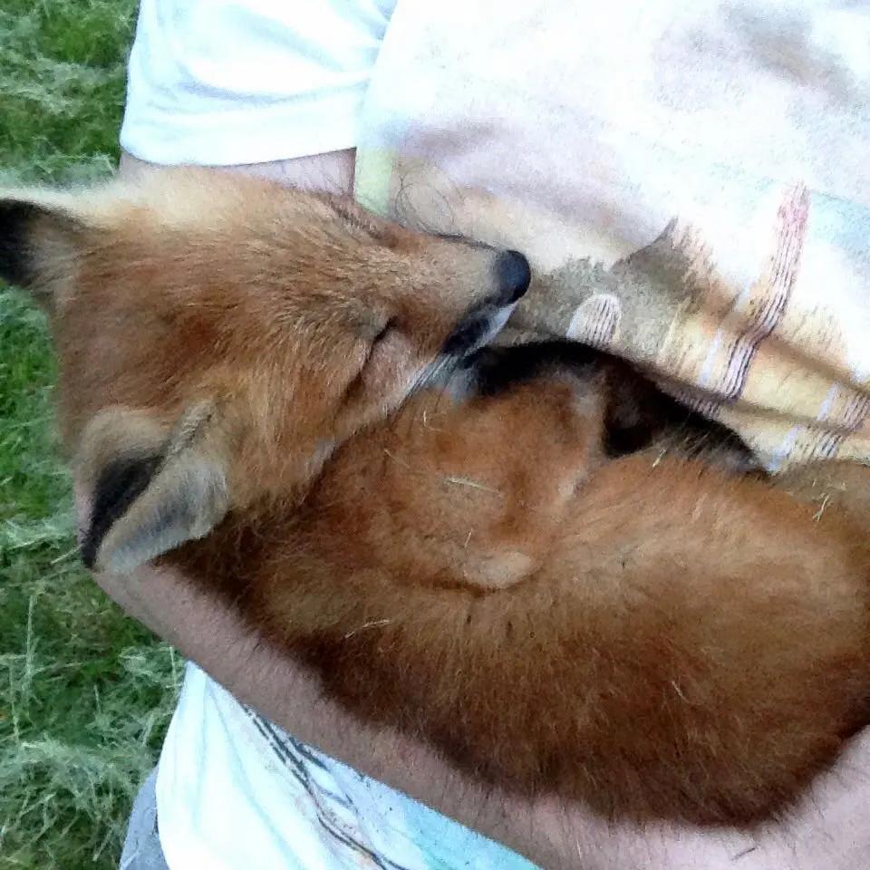 俄罗斯小哥救了兔狲,俄罗斯小哥救了只兔狲