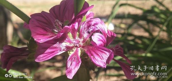 孔夫子旧书网的古书,孔夫子旧书网有全新书吗