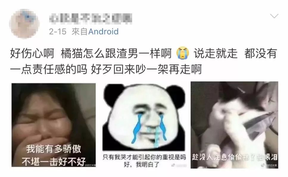 猫圈玄学,十橘九渣