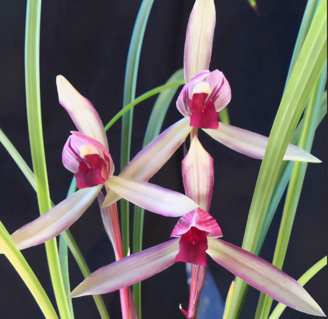 滇红素兰花欣赏,滇红素兰花怎样开的叶子红