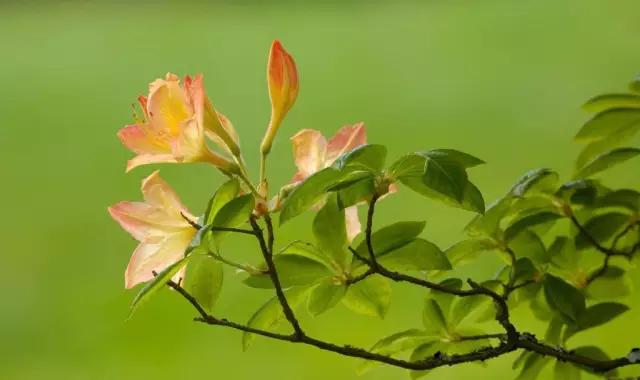 全国各个城市的市花一览表,十大城市的市花