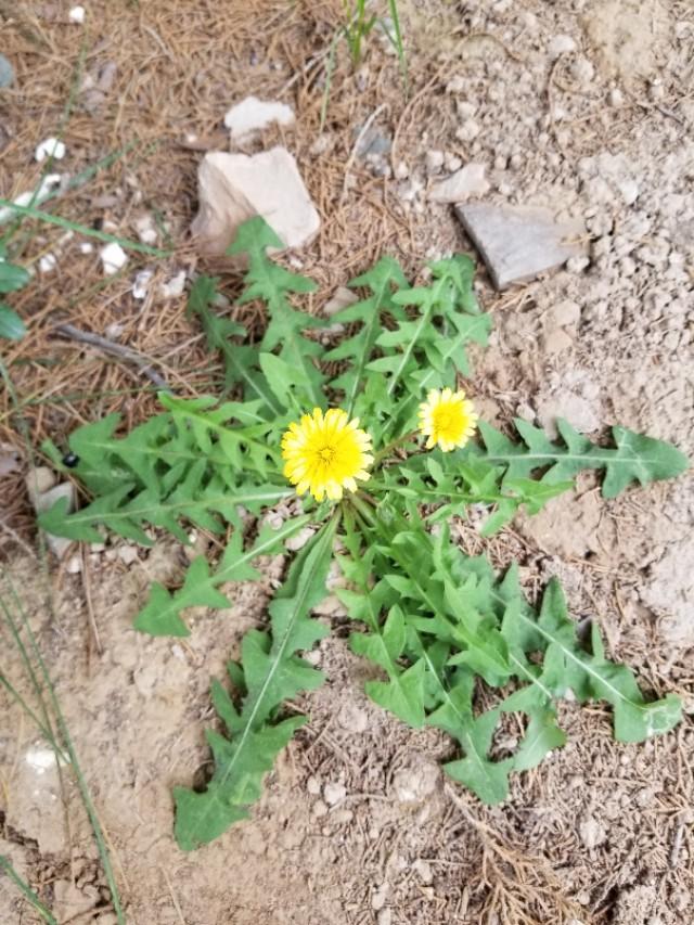 蒲公英使用小技巧,蒲公英的习性及其特点