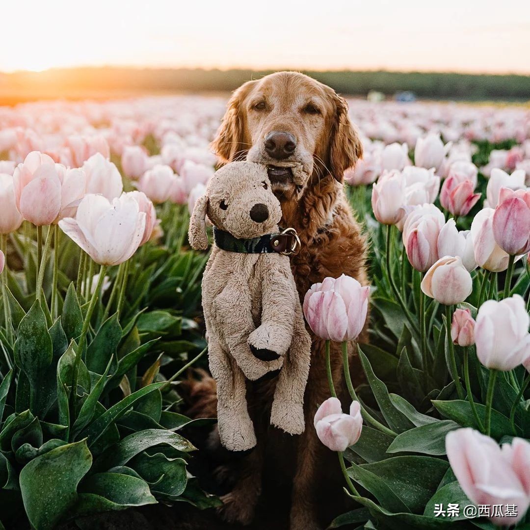 金毛出去耍了带东西回来,金毛带金毛去水上乐园