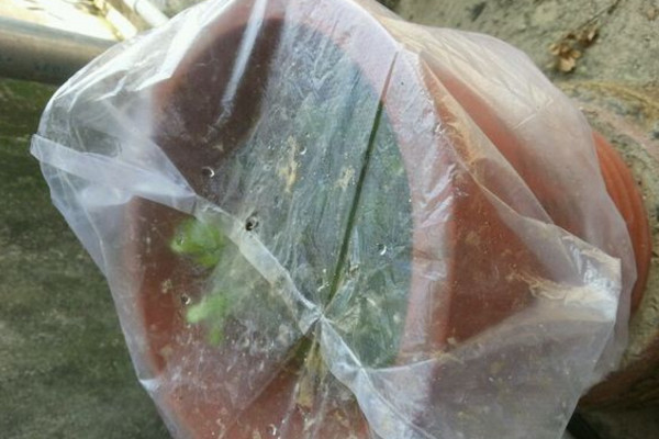 米兰移栽后套塑料袋,12度气温米兰需要用塑料袋套吗