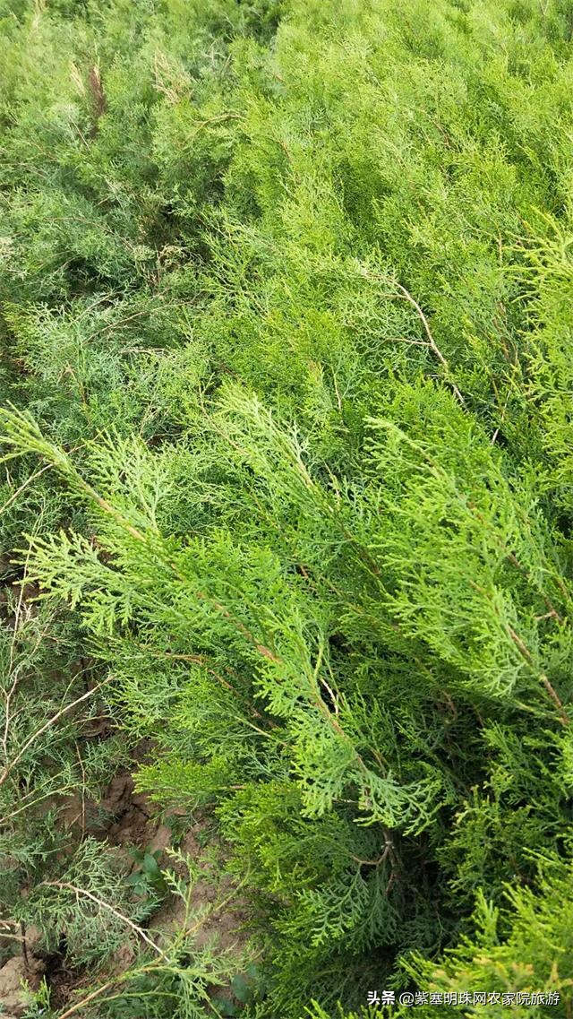 平度苗木基地桃树苗,山东日照苗木种植基地桃树苗