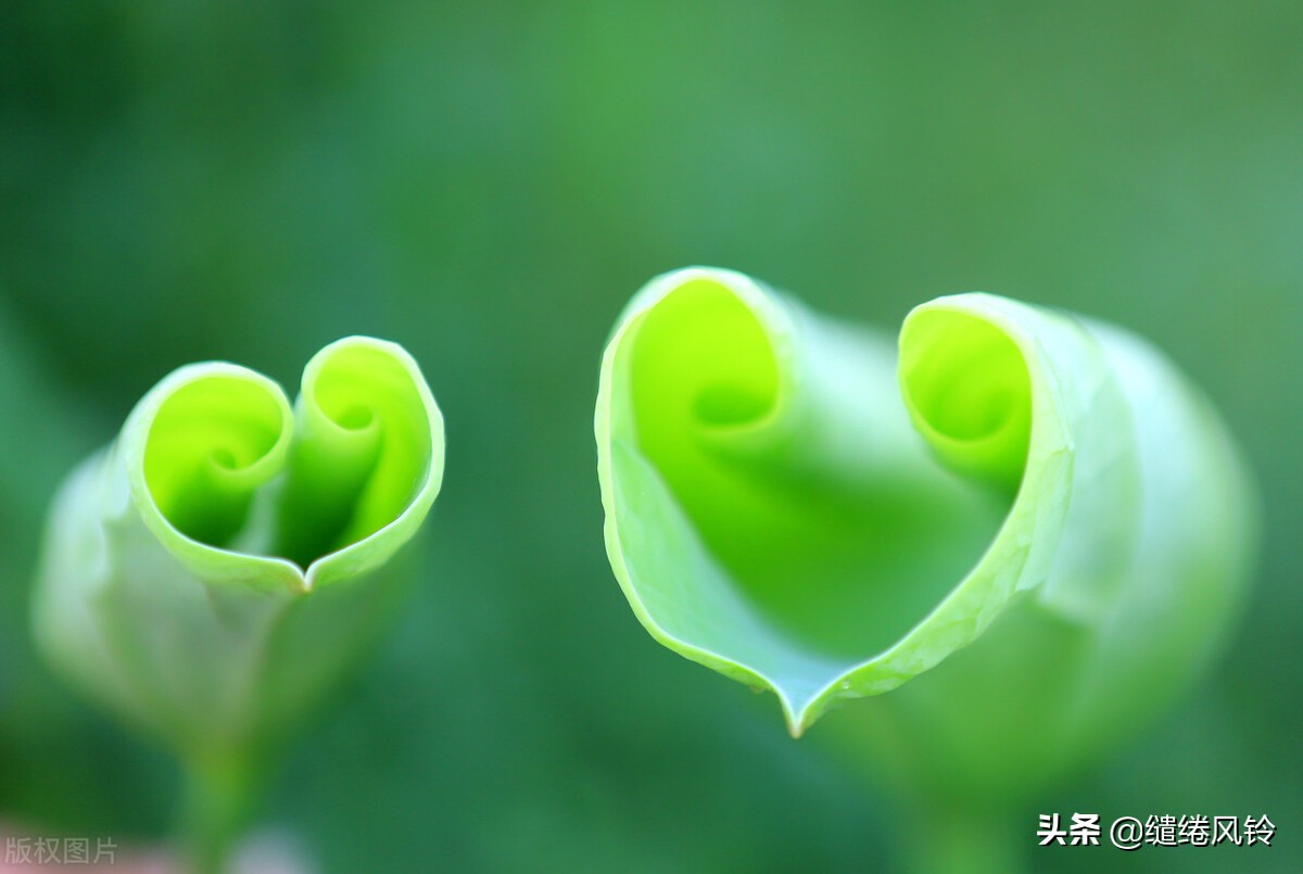 细微之处见真情——趣谈香山网友的个性签名