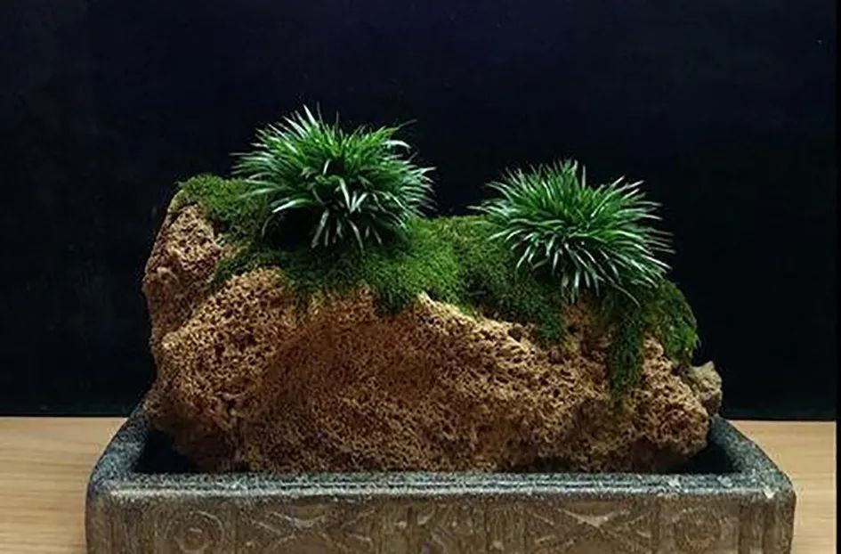 盆栽菖蒲欣赏,菖蒲盆景水培