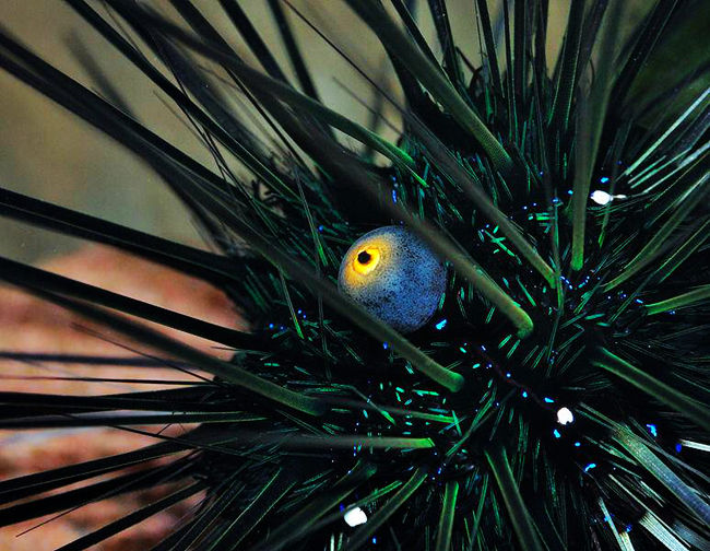 有毒但是很鲜的鱼,有毒但是可以治病的草