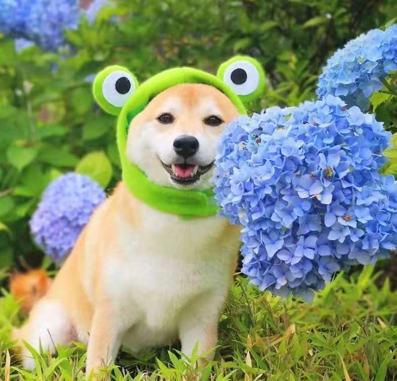 柴犬一定要选有证书和芯片的吗?倾听一位4年养柴老手的劝告