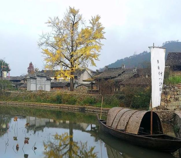 温州银杏哪里最美,温州秋冬的银杏树确实美