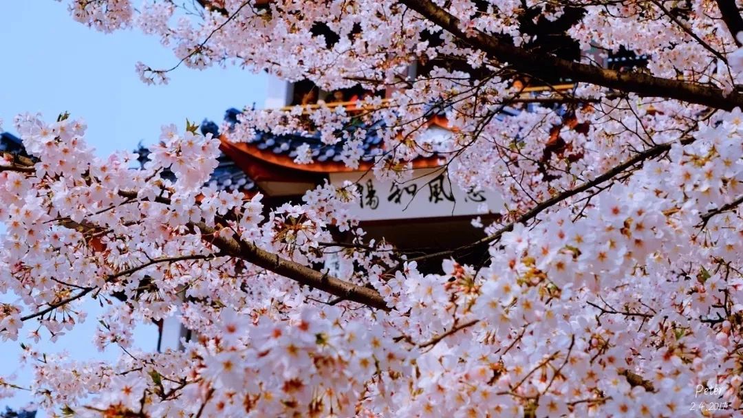 在最美的季节去了呼伦贝尔,一次浪漫的旅行呼伦贝尔