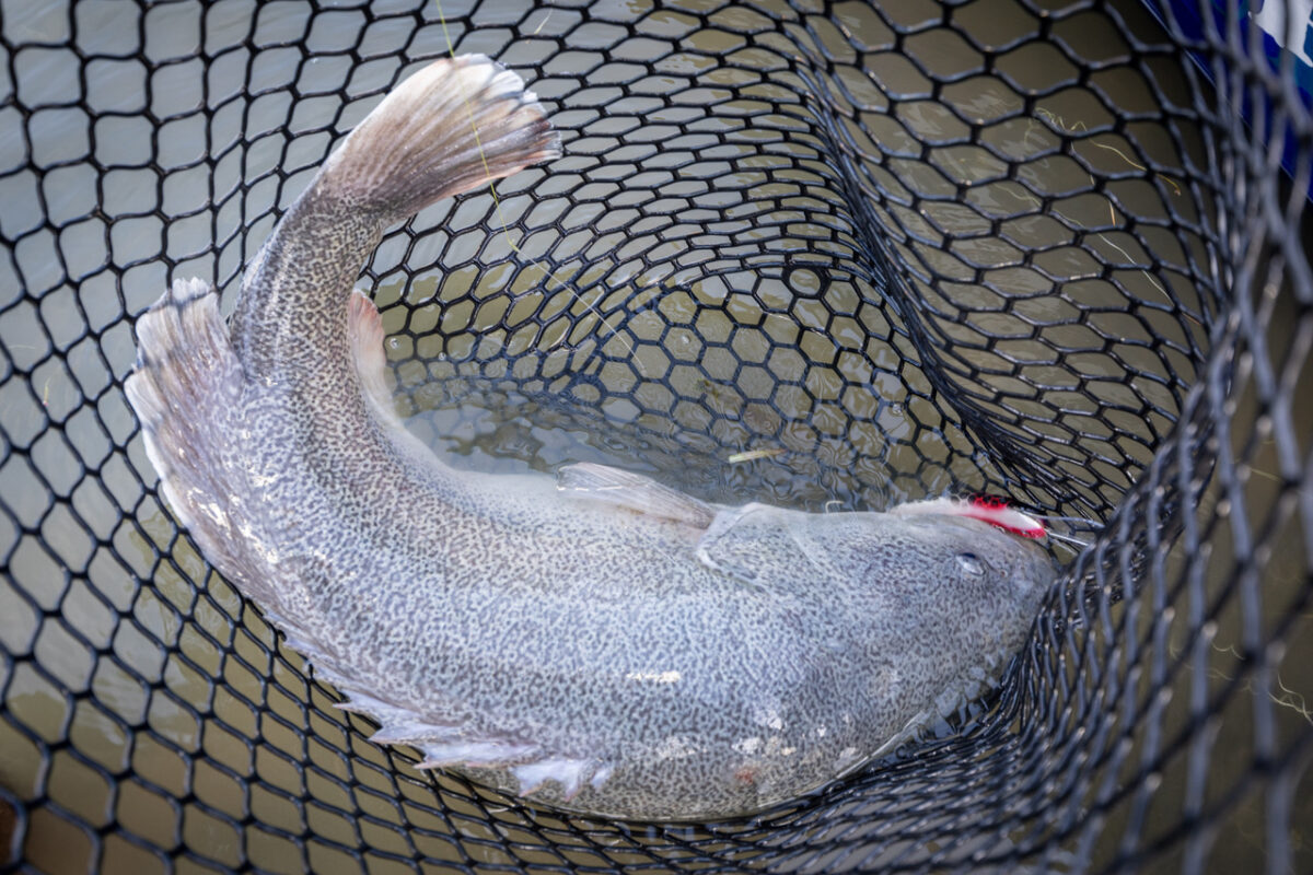 澳大利亚遭遇特大鼠患,澳大利亚鼠患成灾原因