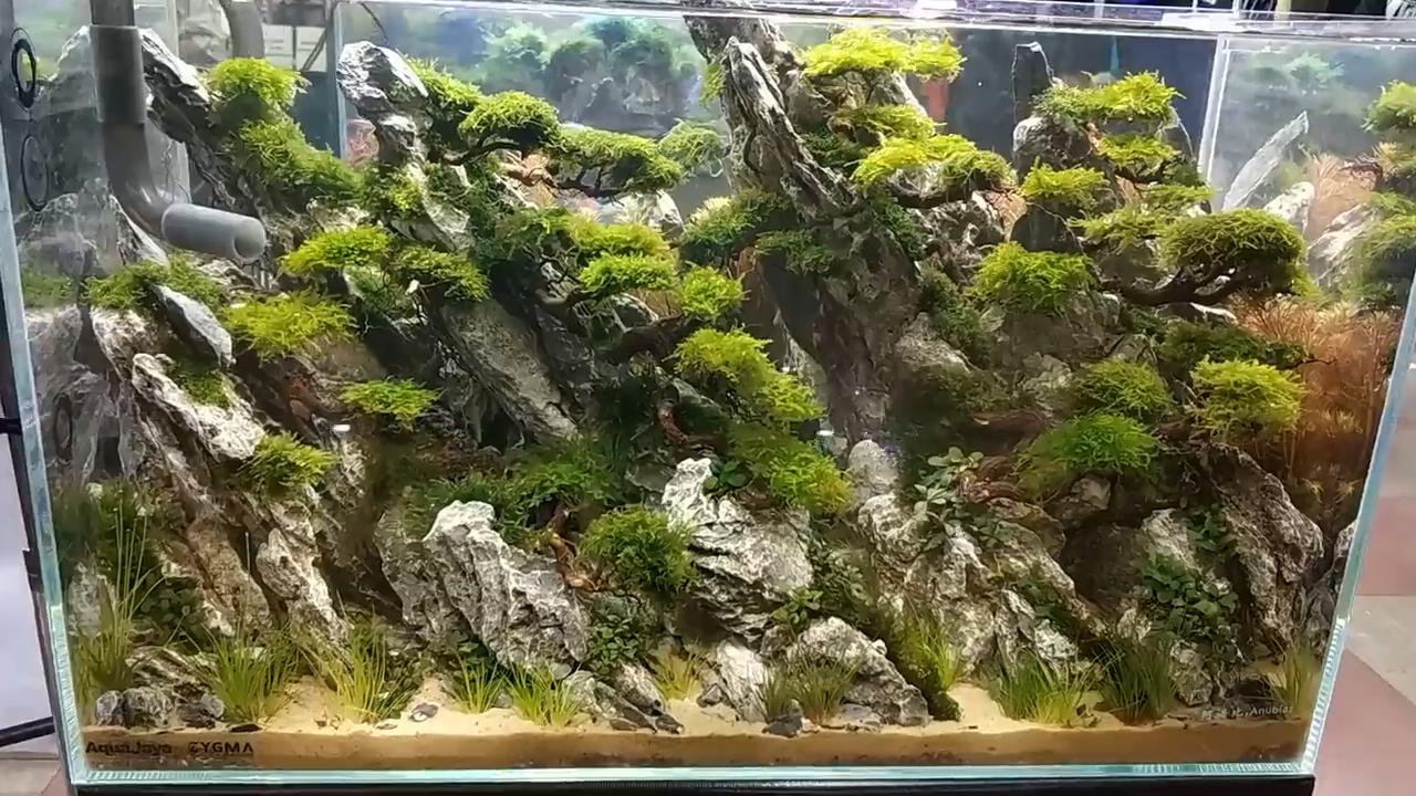 为什么草缸开缸一个礼拜叶子黄了,草缸里的草叶子发黄是怎么回事