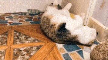 猫咪为什么吸了猫薄荷会那样,猫咪吸了猫薄荷后场面一度失控了