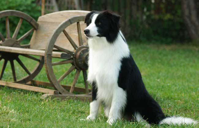 五种狗狗汪星人,十大最受欢迎的大型狗狗排名