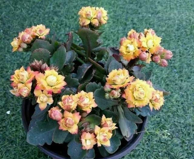 长寿花单瓣品种大全,长寿花100种颜色图片