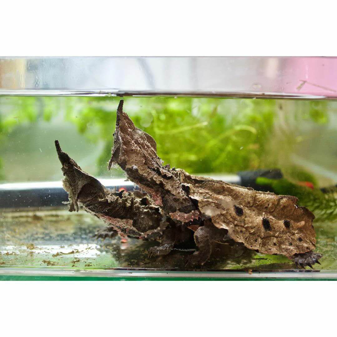 最常见的十种变异亚巨龟,乌龟玛塔龟图片