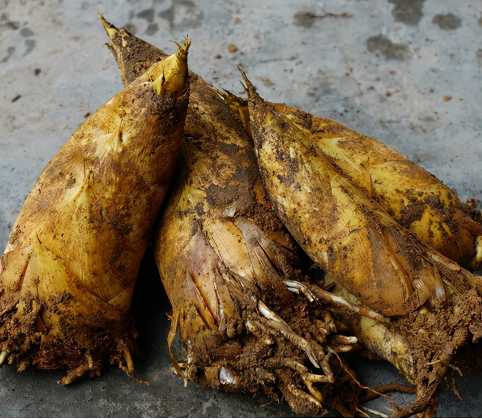 冬笋为什么都是三斤五斤起卖,冬笋一斤有多少肉